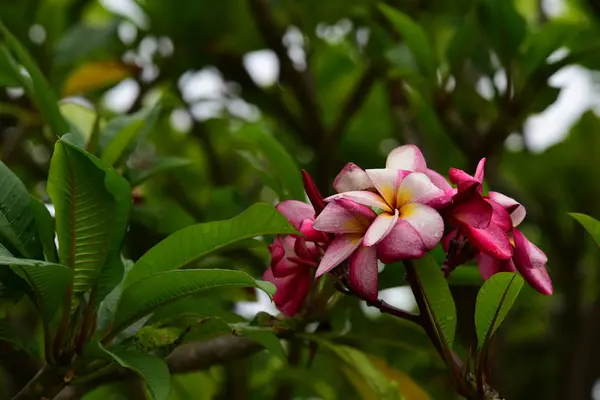 Pink Flower White Flower Background Colorful Flowers Nature — Stock Photo, Image