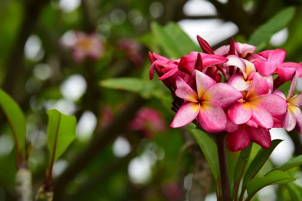 ピンクの花や白い花の背景 自然の中でカラフルな花 — ストック写真