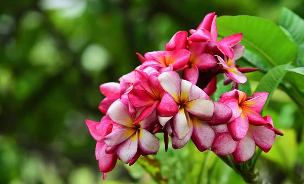 Flor Rosa Flor Branca Background Colorful Flores Natureza — Fotografia de Stock