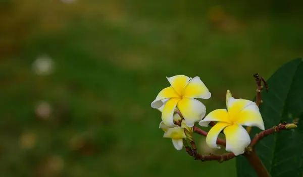 ピンクの花や白い花の背景 自然の中でカラフルな花 — ストック写真