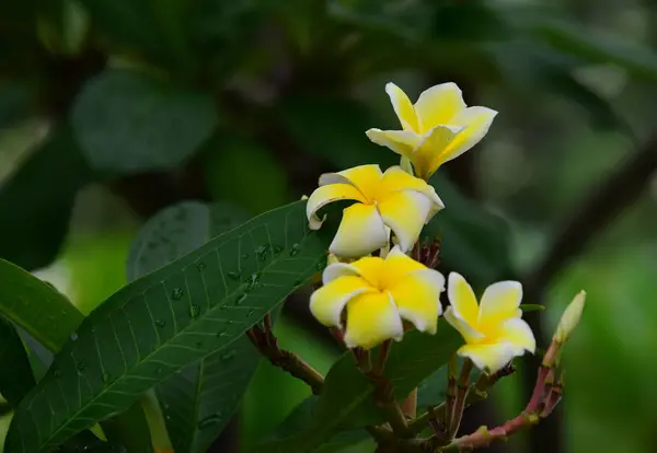 庭にはカラフルな花 プルメリアの花が咲いています 夏に庭の開花の美しい花 — ストック写真