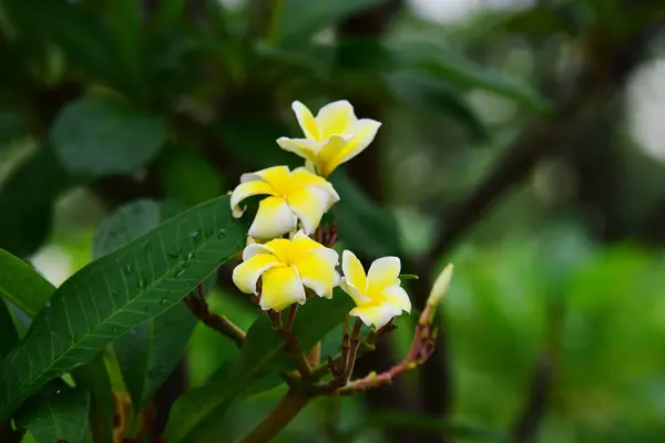 Flor Rosa Flor Branca Background Colorful Flores Natureza — Fotografia de Stock