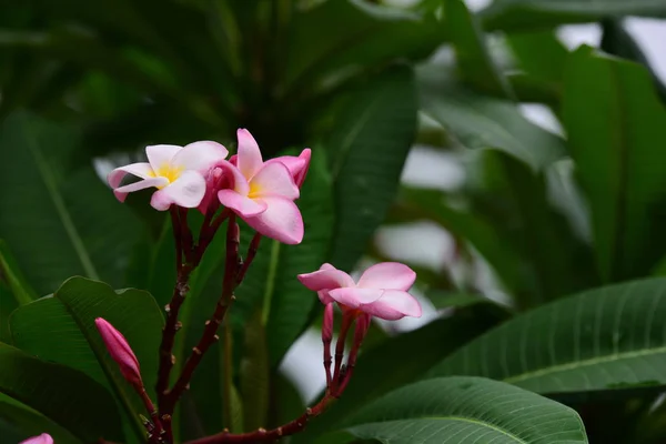 ピンクの花や白い花の背景 自然の中でカラフルな花 — ストック写真