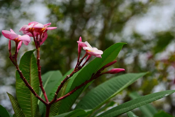 Flor Plumeria Flor Blanca Flower Yellow Flores Blancas Background Colorful — Foto de Stock