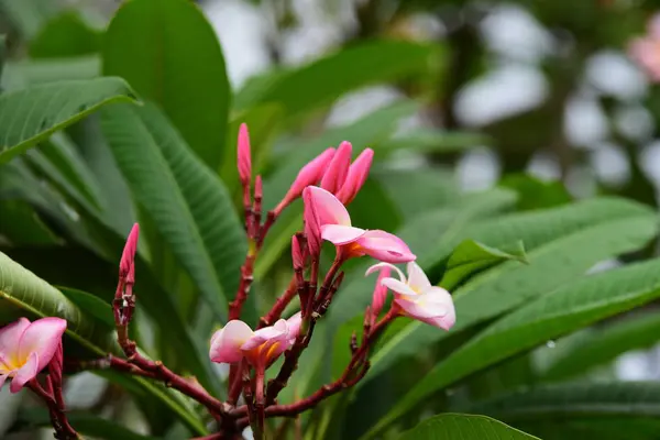 粉红色花或白花背景 大自然中五颜六色的花 — 图库照片