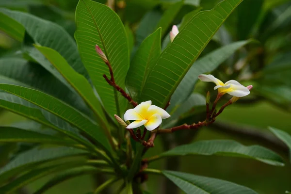 粉红色花或白花背景 大自然中五颜六色的花 — 图库照片