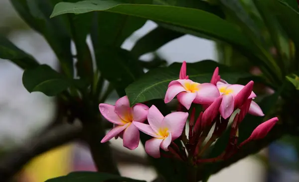 普卢比亚花 黄花或白花背景 大自然中五颜六色的花 — 图库照片