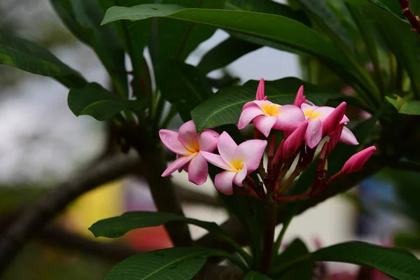 プルメリアの花 白い花 黄色の花や白い花の背景 自然の中でカラフルな花 — ストック写真