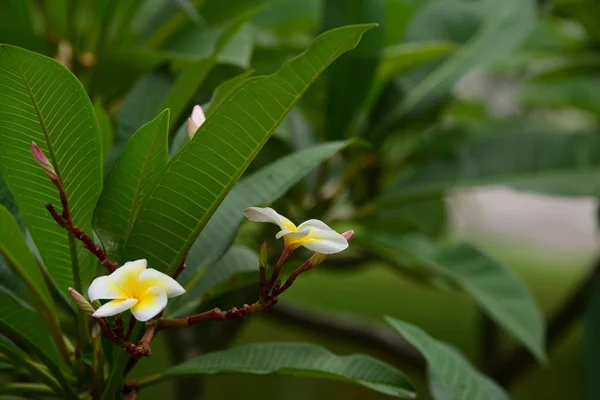 Flor Plumeria Flor Branca Flower Yellow Flor Branca Background Colorful — Fotografia de Stock