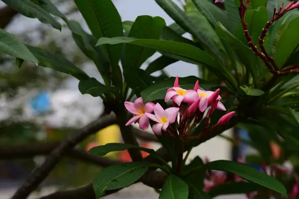 Kwiaty Kwitnące Hodowli Sezon Tle Zielonych Liści — Zdjęcie stockowe