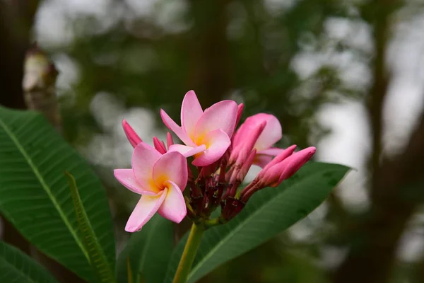 Flor Rosa Fondo Flor Blanca Flores Colores Naturaleza — Foto de Stock