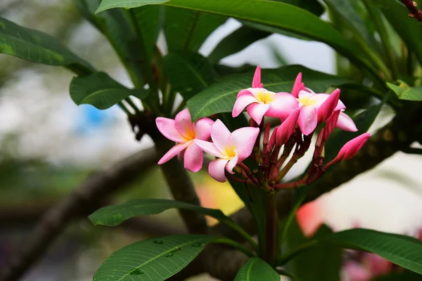 Fiori Sbocciano Nella Stagione Riproduttiva Fondo Fogliare Verde — Foto Stock