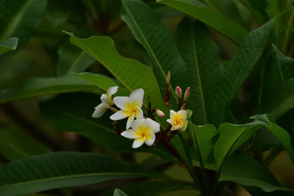 Flor Plumeria Flor Branca Flower Yellow Flor Branca Background Colorful — Fotografia de Stock