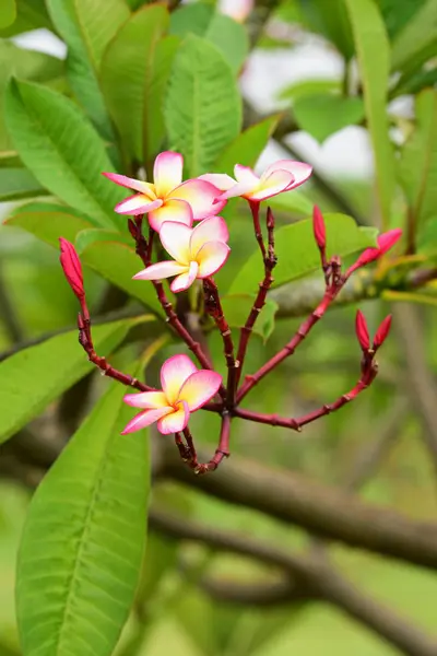 Fiori Sbocciano Nella Stagione Riproduttiva Fondo Fogliare Verde — Foto Stock