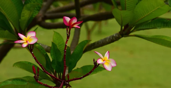 粉红色花或白花背景 大自然中五颜六色的花 — 图库照片