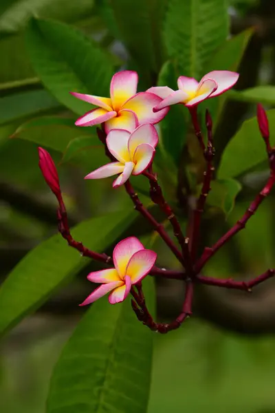 Flores Estão Florescendo Época Reprodução Tem Fundo Folhagem Verde — Fotografia de Stock