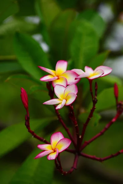 プルメリアの花 白い花 黄色の花や白い花の背景 自然の中でカラフルな花 — ストック写真