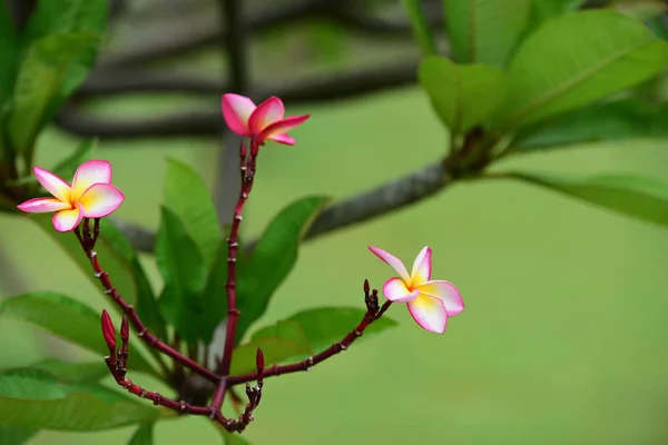 Рожева Квітка Або Білий Квітковий Фон Барвисті Квіти Природі — стокове фото