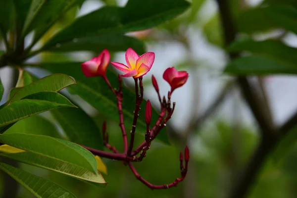 Květiny Kvetou Chovu Sezóny Pozadí Zelené Listí — Stock fotografie