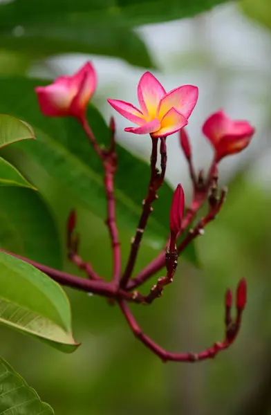 Flor Plumeria Flor Blanca Flower Yellow Flores Blancas Background Colorful —  Fotos de Stock