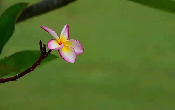 Flor Plumeria Flor Branca Flower Yellow Flor Branca Background Colorful — Fotografia de Stock