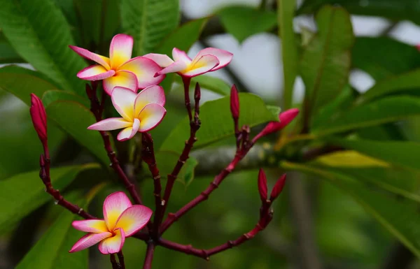 Fiore Plumeria Fiore Bianco Flower Yellow Bianco Fiore Sfondo Fiori — Foto Stock