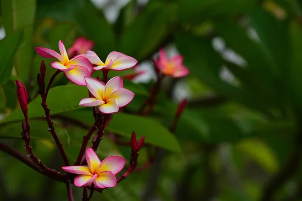 粉红色花或白花背景 大自然中五颜六色的花 — 图库照片