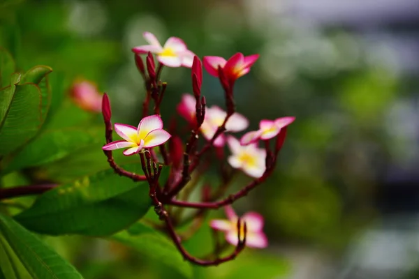 Plumeria Çiçeği Beyaz Çiçek Sarı Çiçek Beyaz Çiçek Arka Plan — Stok fotoğraf