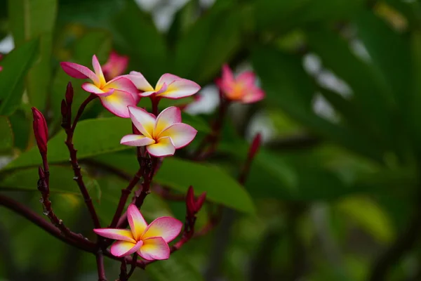 Fiori Sbocciano Nella Stagione Riproduttiva Fondo Fogliare Verde — Foto Stock