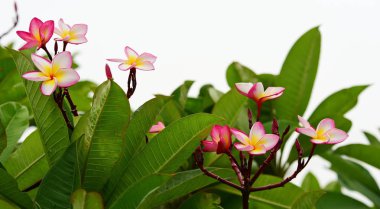 Plumeria Çiçeği. beyaz çiçek.sarı çiçek ya da beyaz çiçek arka plan. Doğada renkli çiçekler.