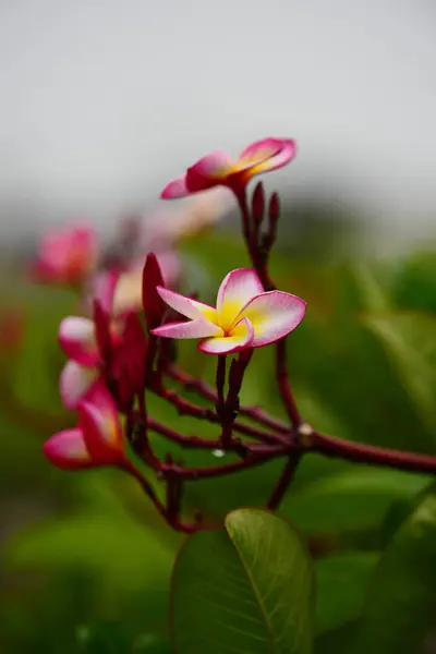Les Fleurs Fleurissent Dans Saison Reproduction Fond Feuillage Vert — Photo