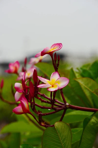 Rosa Blomma Eller Vit Blomma Bakgrund Färgglada Blommor Naturen — Stockfoto
