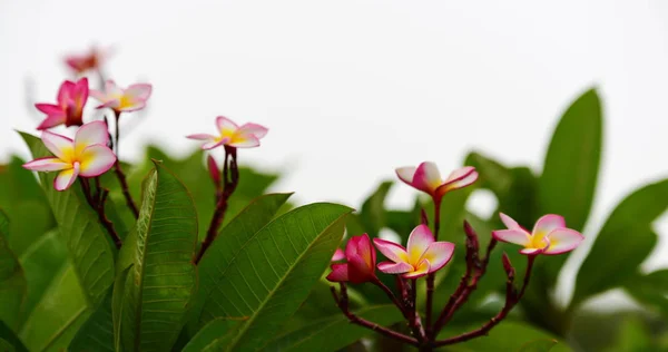 Plumeria Blomma Vit Blomma Gul Blomma Eller Vit Blomma Bakgrund — Stockfoto