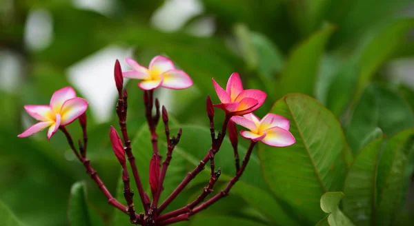 Rosa Blume Oder Weiße Blume Background Bunte Blumen Der Natur — Stockfoto