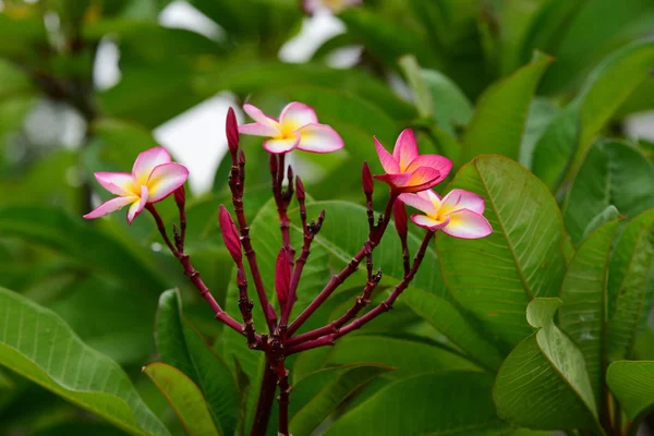 Las Flores Están Floreciendo Temporada Reproducción Tiene Fondo Follaje Verde —  Fotos de Stock