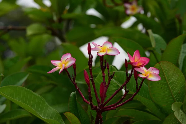 Las Flores Están Floreciendo Temporada Reproducción Tiene Fondo Follaje Verde — Foto de Stock