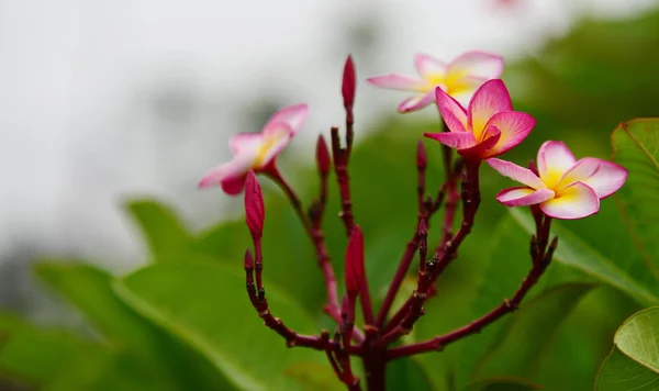 花が咲いて 繁殖シーズンは緑の葉の背景 — ストック写真