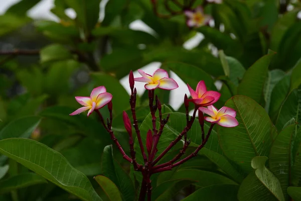 ピンクの花や白い花の背景 自然の中でカラフルな花 — ストック写真