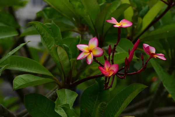 Flor Rosa Flor Branca Background Colorful Flores Natureza — Fotografia de Stock