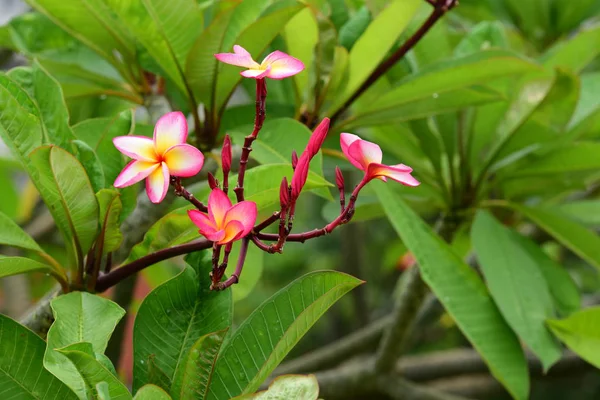 Plumeria Kwiat Biały Kwiat Żółty Kwiat Lub Biały Kwiat Tło — Zdjęcie stockowe