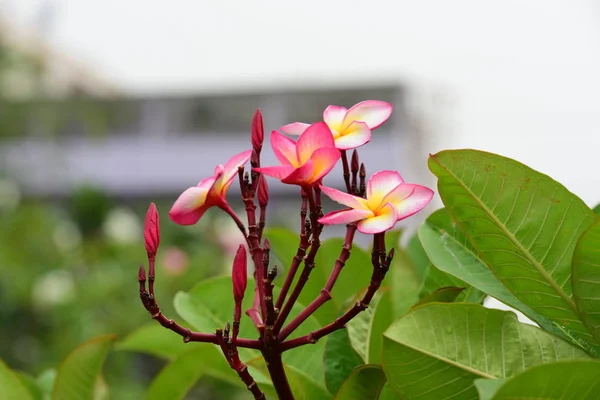 Rosa Blomma Eller Vit Blomma Bakgrund Färgglada Blommor Naturen — Stockfoto