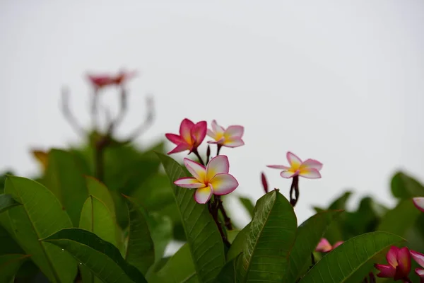 Bloemen Zijn Bloei Het Fokken Seizoen Heeft Een Groene Gebladerte — Stockfoto