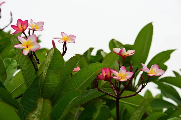 Bloemen Zijn Bloei Het Fokken Seizoen Heeft Een Groene Gebladerte — Stockfoto