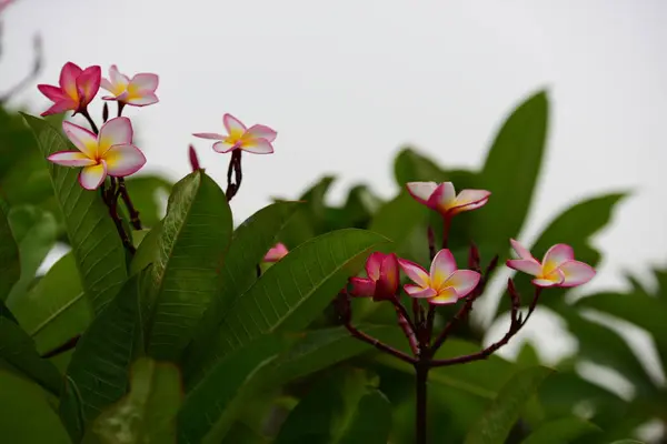 Plumeria Bloem Witte Bloem Gele Bloem Witte Bloem Achtergrond Kleurrijke — Stockfoto