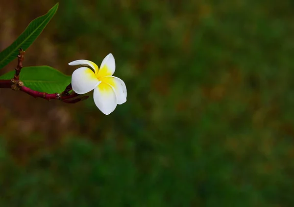 Plumeria Blomma Vit Blomma Gul Blomma Eller Vit Blomma Bakgrund — Stockfoto