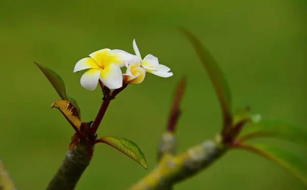 Flor Plumeria Flor Branca Flower Yellow Flor Branca Background Colorful — Fotografia de Stock