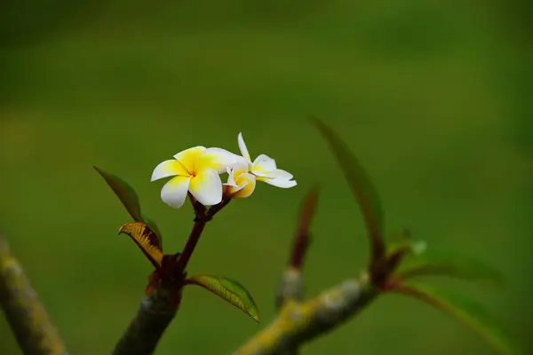 プルメリアの花 白い花 黄色の花や白い花の背景 自然の中でカラフルな花 — ストック写真