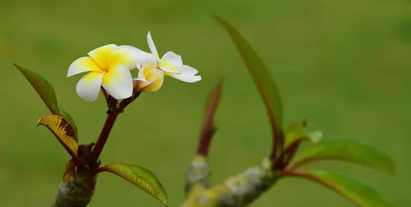 Плюмерия Флауэр Белый Цветок Желтый Цветок Белый Цветочный Фон — стоковое фото