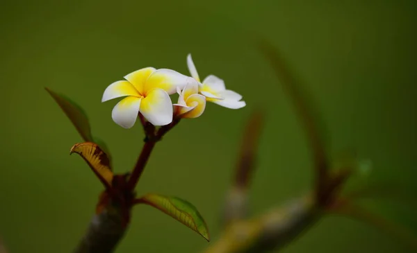 普卢比亚花 黄花或白花背景 大自然中五颜六色的花 — 图库照片