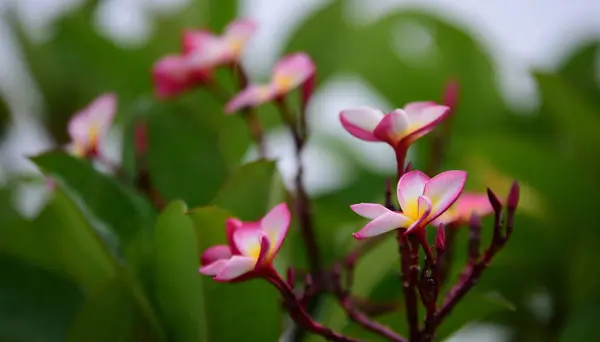 プルメリアの花 白い花 黄色の花や白い花の背景 自然の中でカラフルな花 — ストック写真